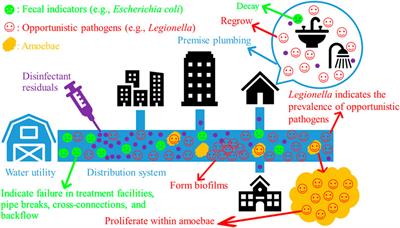 Legionella: A Promising Supplementary Indicator of Microbial Drinking Water Quality in Municipal Engineered Water Systems